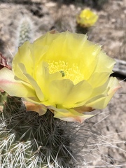 Opuntia diploursina