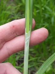 Carex shortiana