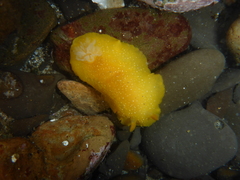 Doriopsilla albopunctata