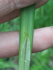 Carex shortiana