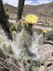 Opuntia diploursina