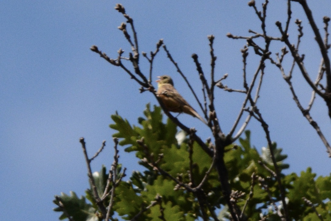 Ortolan Bunting