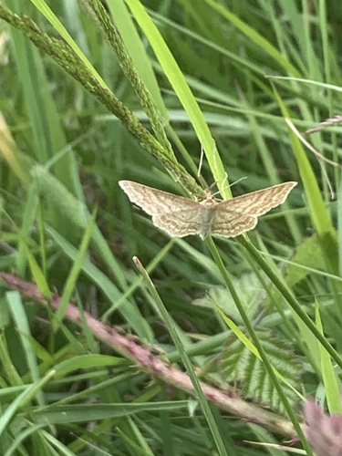 Idaea macilentaria