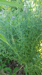 Pediomelum tenuiflorum