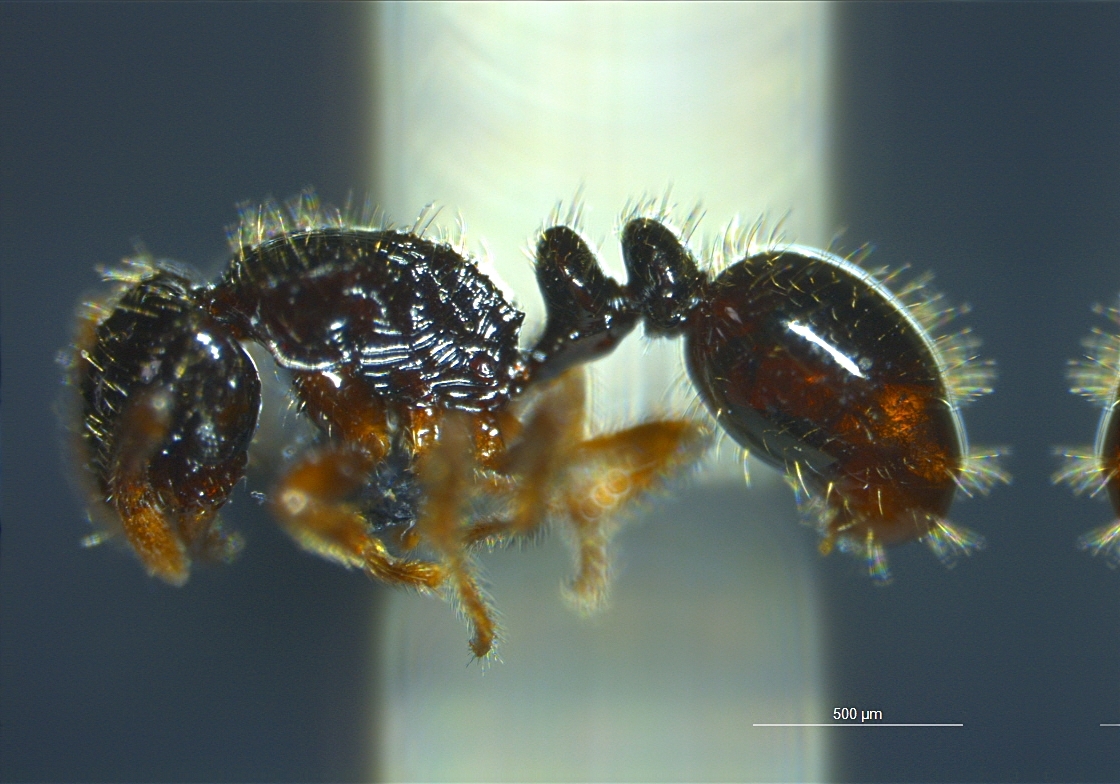Oxyepoecus vezenyii