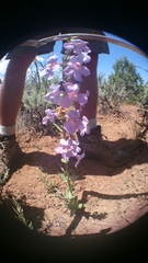 Penstemon osterhoutii