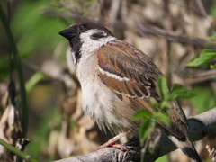 Passer montanus