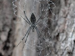 Argiope ocyaloides