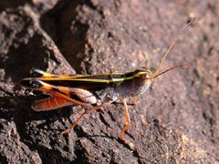 Macrocara conglobata