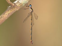 Synlestes tropicus