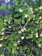 Physocarpus alternans