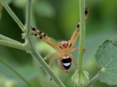 Neosparassus salacius