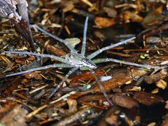 Dolomedes facetus