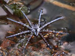 Dolomedes facetus