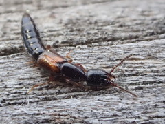 Nudobius cephalus