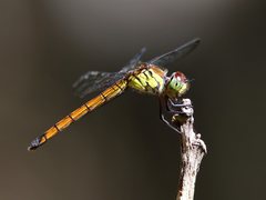 Lathrecista asiatica festa