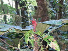 Primulaceae