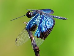 Rhyothemis resplendens