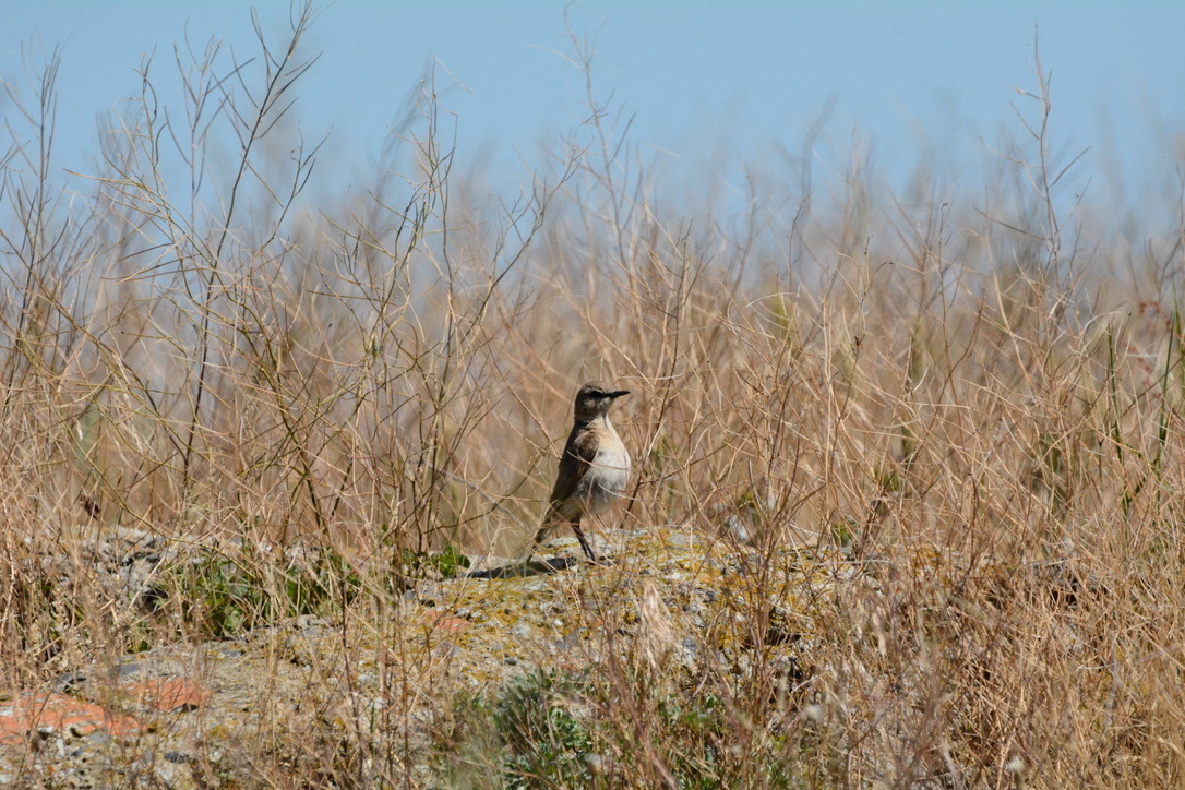 Isabelline Wheatear