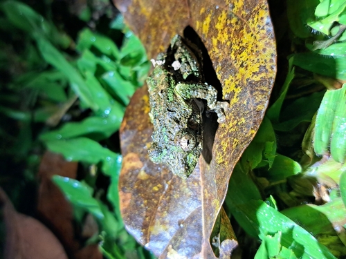 Serrated Frilled Treefrog, Kurixalus odontotarsus