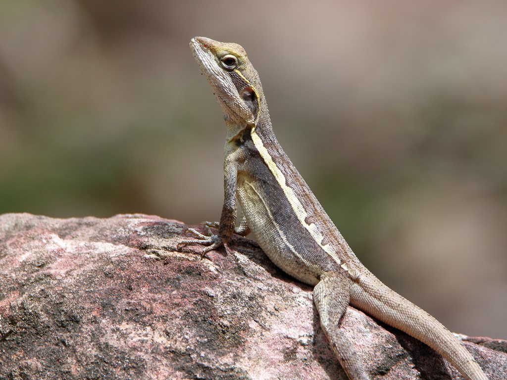 Gilbert's Dragon