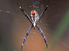 Argiope radon