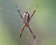 Argiope radon