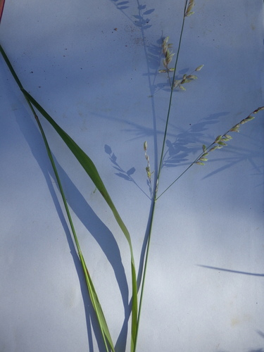 Image of Small melick by (c) Pere Barnola, some rights reserved (CC BY-SA)