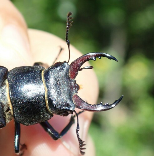 Lucanus pontbrianti