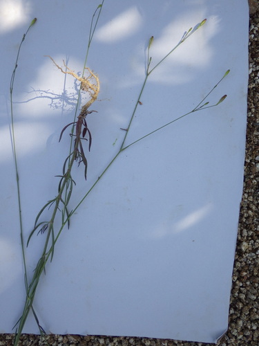 Silene inaperta, photograph 4
