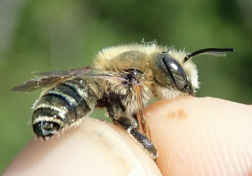 Osmia dimidiata