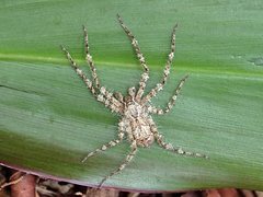 Pandercetes gracilis