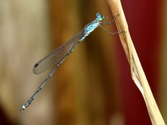 Indolestes tenuissimus
