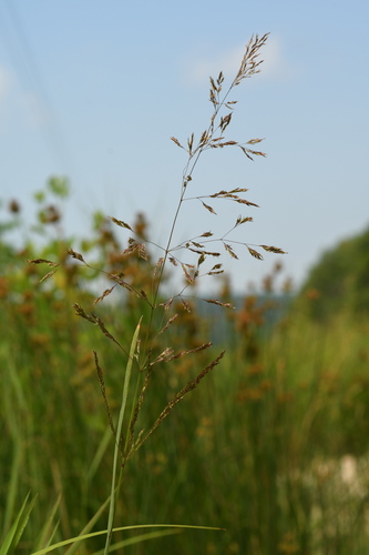 Agrostis gigantea iNat (2)