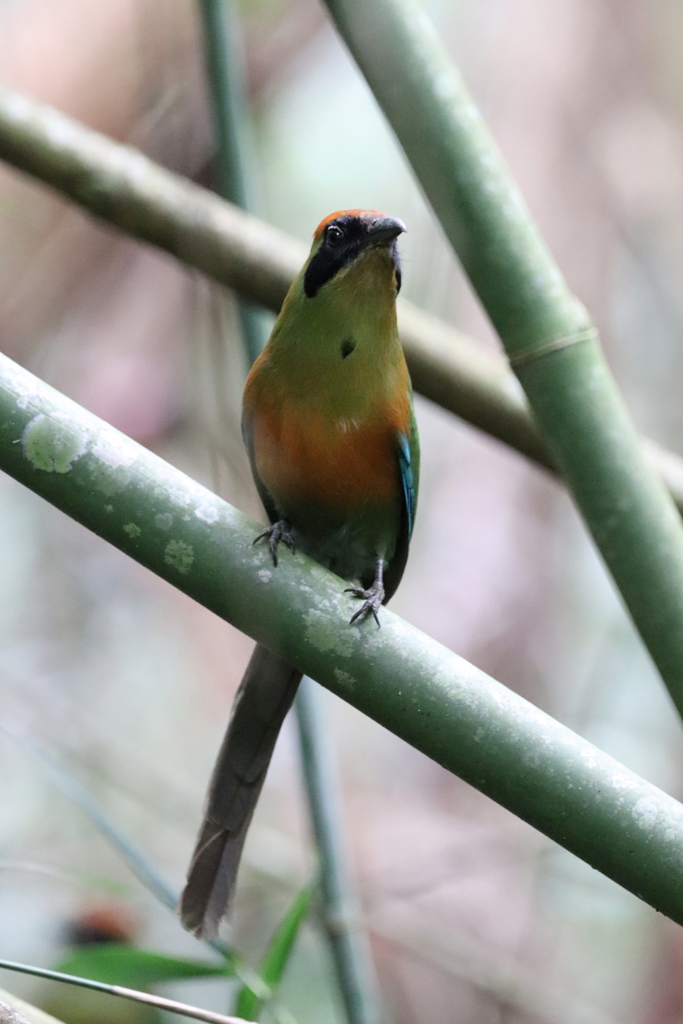 Rufous-capped Motmot illustration