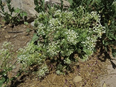 Lepidium chalepense