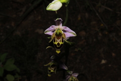 Ophrys heldreichii