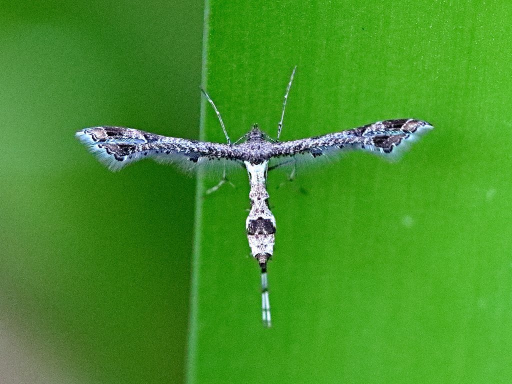lantana plume moth