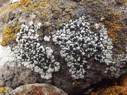 Buellia dispersa
