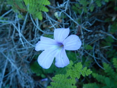 Streptocarpus meyeri