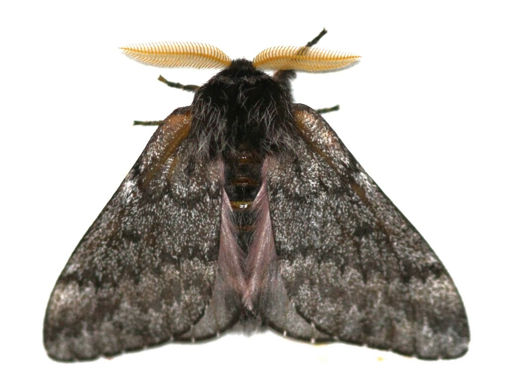 Doris' Pinemoth