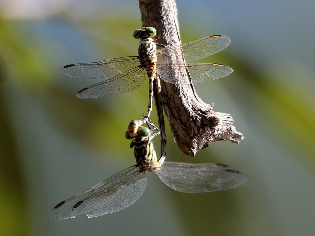 Pimple-headed Hunter