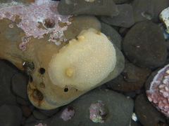 Doriopsilla albopunctata