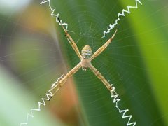 Argiope magnifica