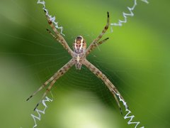Argiope magnifica