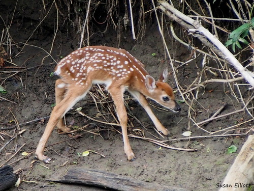 White-tailed Deer photographed in Vermont
