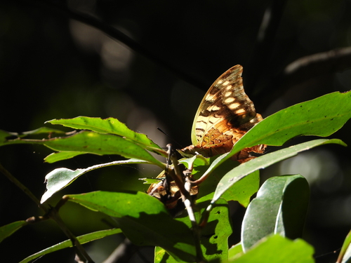 Madagascar Green-veined Charaxes