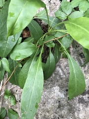 Salvia pentstemonoides