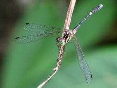 Nannophlebia eludens