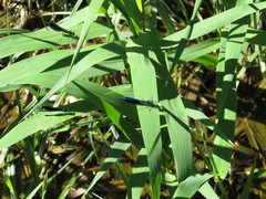 Calopteryx splendens